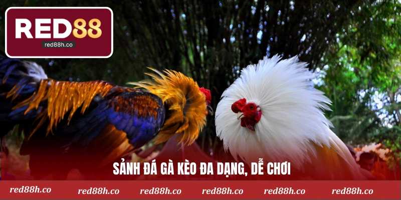 Sảnh đá gà kèo đa dạng, dễ chơi